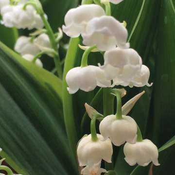Convallaria majalis'Hardwick Hall'