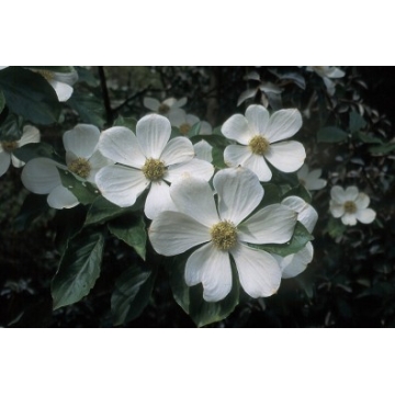 Cornus nuttalii'Monarch'