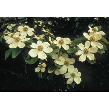 Cornus nuttalii