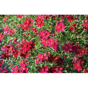 Coreopsis rosea'Ruby Red'