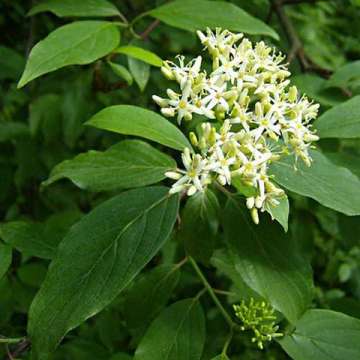 Cornus amomum'Blue Cloud'