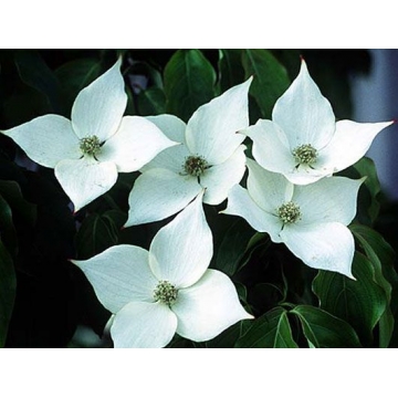 Cornus kousa'Schmetterling'