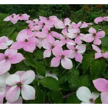 Cornus'Blooming Pink Tetra'