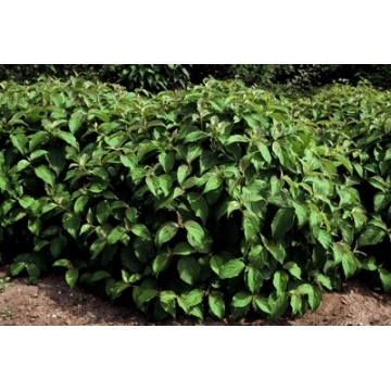 Cornus sericea'Kelseyi'