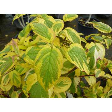 Cornus sericea'Hedgerow's Gold