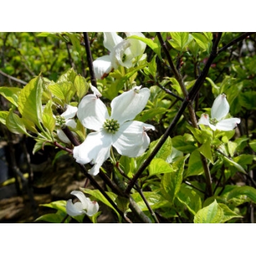 Cornus florida'Rainbow'