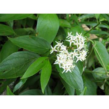 Cornus stricta