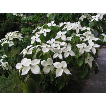 Cornus kousa'Teutonia'