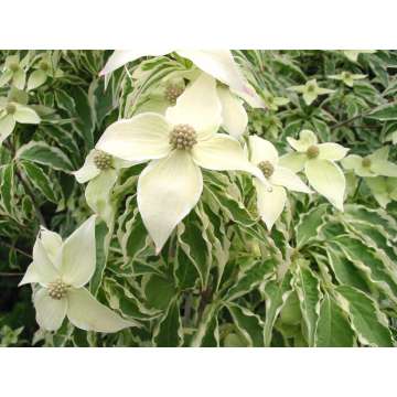 Cornus kousa'Samzam'