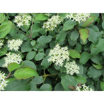 Cornus sanguinea