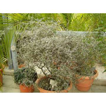 Corokia cotoneaster