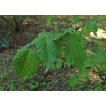 Corylus colurnoides