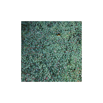 Cotoneaster praecox'Queen of Carpets'