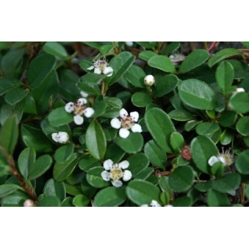 Cotoneaster radicans'Eichholz'