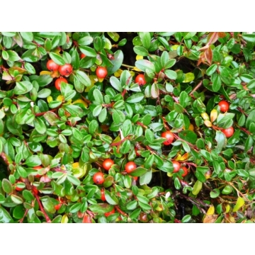 Cotoneaster suecicus'Skogholm'