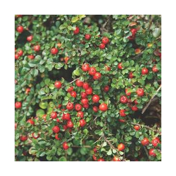 Cotoneaster praecox'Streib's Findling'