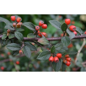 Cotoneaster francettii