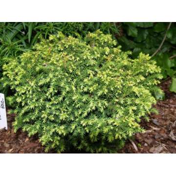 Cryptomeria japonica'Vilmorin Gold'