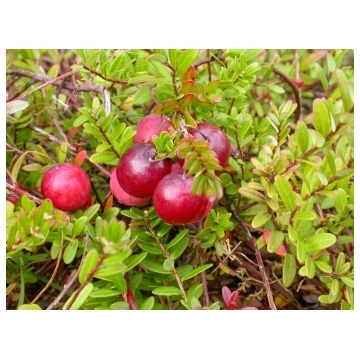 Cranberry  (Vaccineum macrocarpon'Early Black')