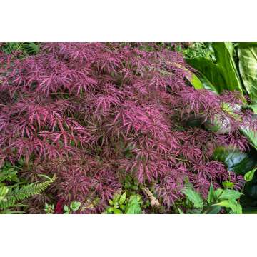 Acer palmatum'Crimson Queen'