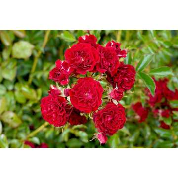 Rosa'Crimson Silhuetta'