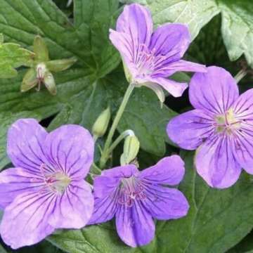 Geranium wlassovianum'Crug Farm'