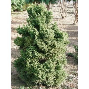 Cryptomeria japonica'Jindai'