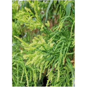 Cryptomeria japonica'Kyara gold'