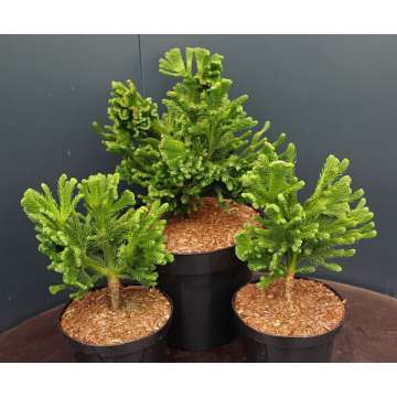 Cryptomeria japonica'Tomahawk'