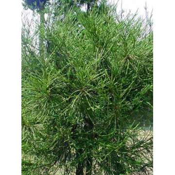 Cryptomeria japonica'Dacrydioides'