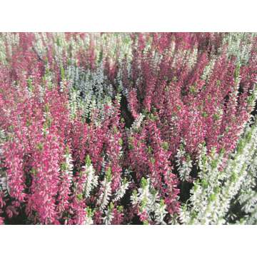 Calluna vulgaris'Twin Girls'