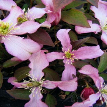 Clematis montana'Warwickshire Rose'