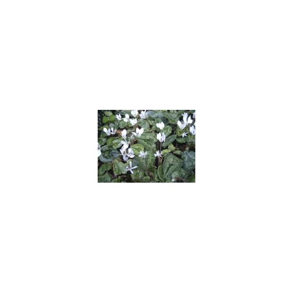 Cyclamen hederifolium'Album'