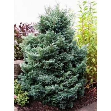 Chamaecyparis pisifera'Baby Blue'