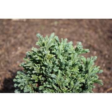 Chamaecyparis lawsoniana'Rimpelaar'