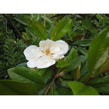 Magnolia grandiflora'Galissoniere'