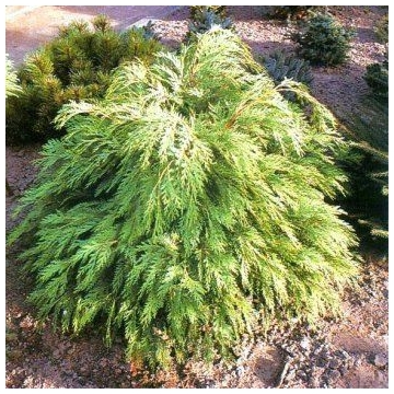 Chamaecyparis lawsoniana'Sunkist'