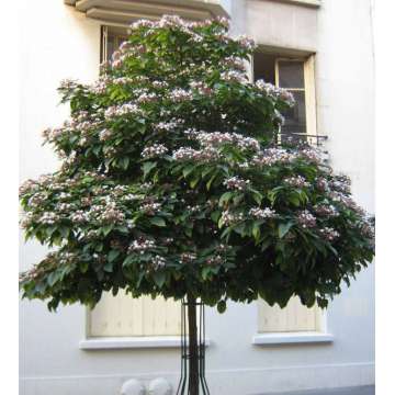 Clerodendrum trichotomum'Fargesii'