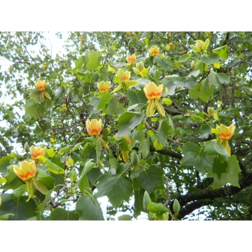 Liriodendron tulipiferum'Fastgiatum'