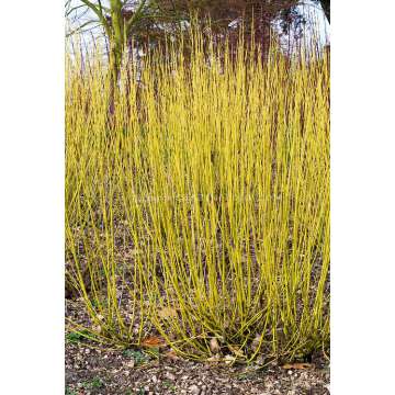 Cornus sericea'Flaviramea'