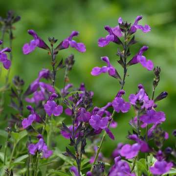 Salvia greggii'Amethyst Blaze Purple'