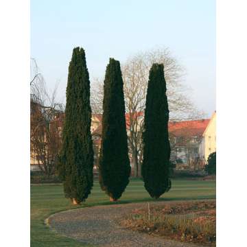 Taxus baccata'Fastigiata'