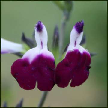 Salvia greggii'Amethyst Lips'