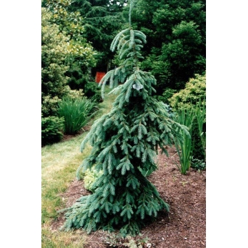 Picea glauca'Pendula'