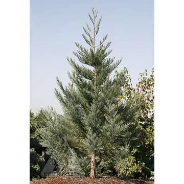 Sequoiadendron giganteum'Powdered Blue'
