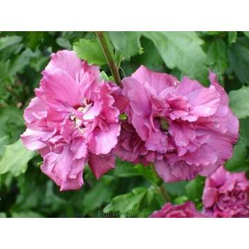 Hibiscus syricus'Duc de Brabant'