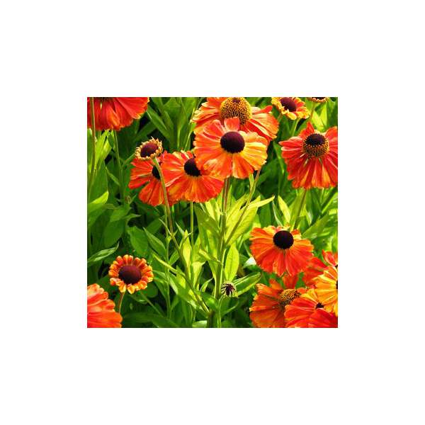 Helenium'Kupfersprudel'