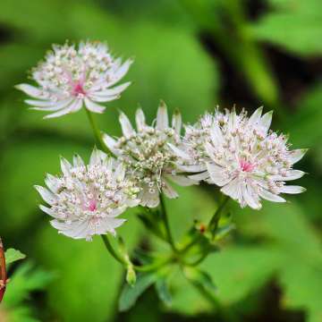 Astrantia major'Little Flowerer'