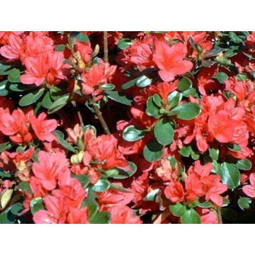 Azalea japonica'Momoko'