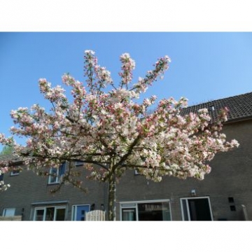 Malus'Red Sentinel' leivorm